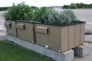 dumpsters with plants growing in them