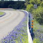 Rural two-lane highway with bluebonnets bordering the roadway.