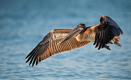 Brown Pelican in flight over water.