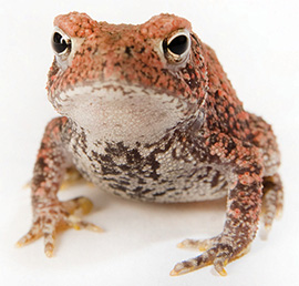 Close-up photograph of a Houston toad.