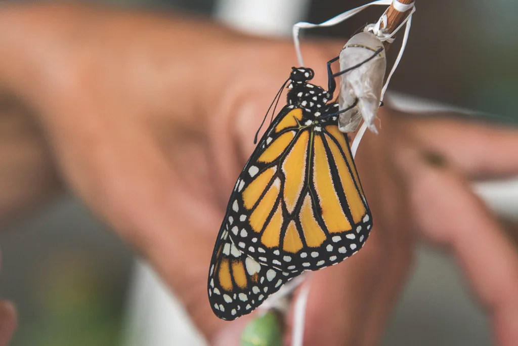 A monarch butterfly clings to its empty chrysalis with a blurred hand in the background.