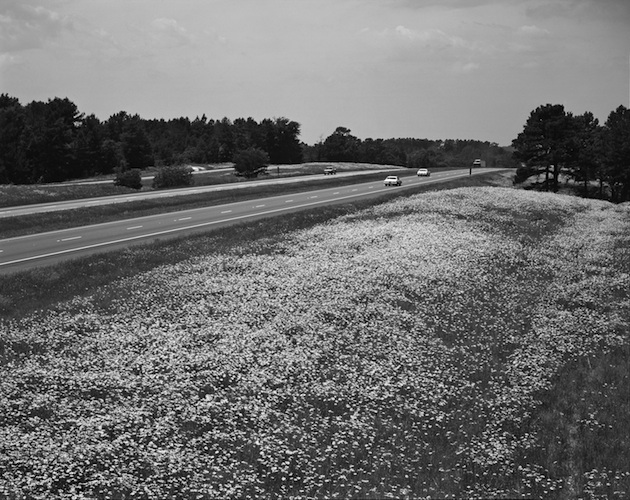 black and white photo of interstate highway with many flowers in the foreground