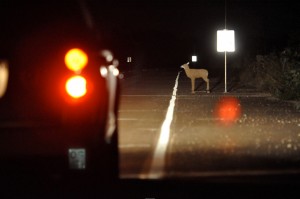 Fake deer on a roadway shoulder at night.